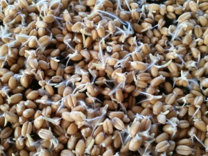 wheat-berry-sprouts