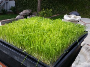 wheatgrass-harvest