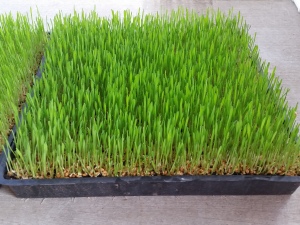 wheatgrass-medium-side