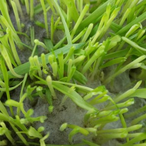 wheatgrass-mold