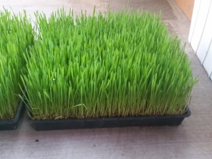 wheatgrass-tall