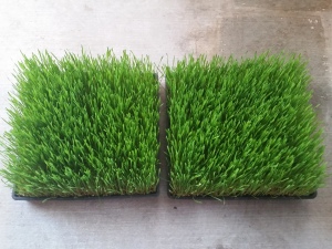 wheatgrass-tall-top